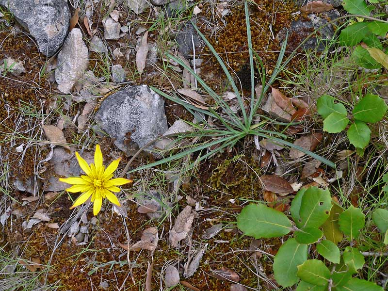 Scorzonera callosa / Scorzonera di Sardegna